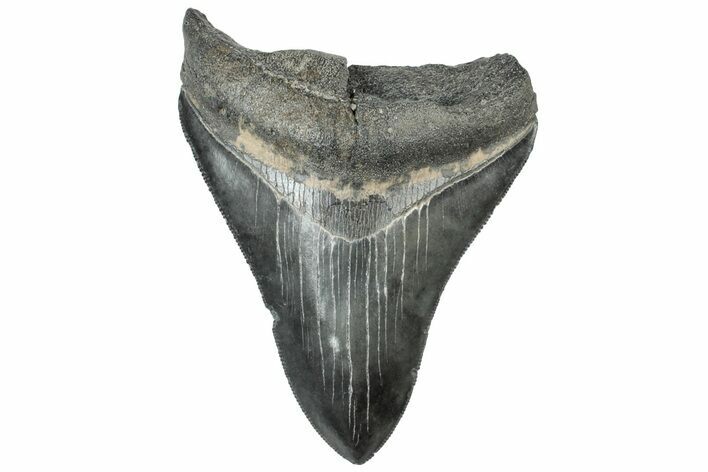 Serrated, Fossil Megalodon Tooth - South Carolina #312035